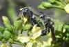 Andrena sp.
